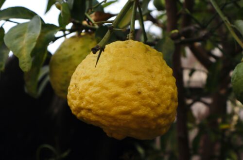 11 Natural Remedies for Anxiety